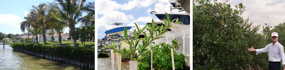 Mangrove Green Infrastructure